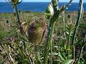 Bretagne (183)